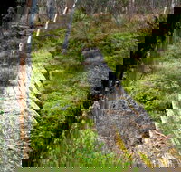 Gloucester Tops circuit - Accommodation Mooloolaba