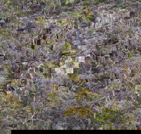 Horsnell Gully and Giles Conservation Parks - Accommodation Mooloolaba