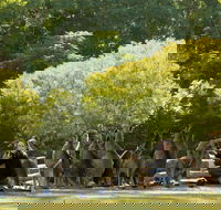 Lone Pine Koala Sanctuary - Accommodation Mooloolaba