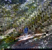 Lyrebird Circuit Walk - Accommodation Mooloolaba