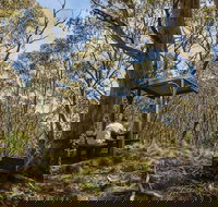 Mount Barrington picnic area - Accommodation Mooloolaba