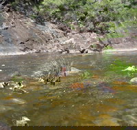 Mount Boss State Forest - Accommodation Mooloolaba