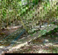 Old Bottlebutt - Accommodation Mooloolaba