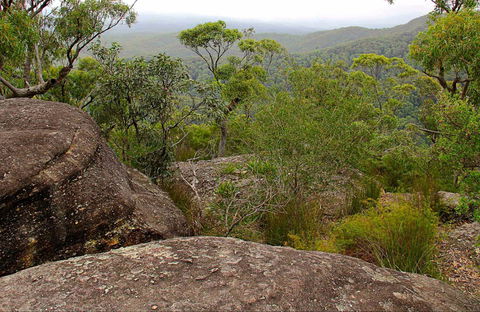 Pigeon House Mountain Didthul Walking Track - Accommodation Mooloolaba 0