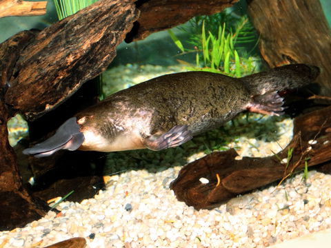 Platypus House - Accommodation Mooloolaba 0