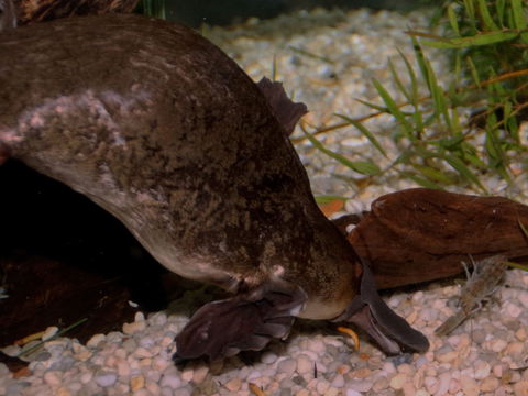 Platypus House - Accommodation Mooloolaba 1