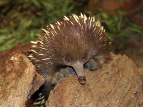 Platypus House - Accommodation Mooloolaba 2