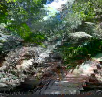 Wirrawilla Rainforest Walk - Accommodation Mooloolaba