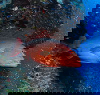 Anchor Bommie Dive Site - Accommodation Mooloolaba