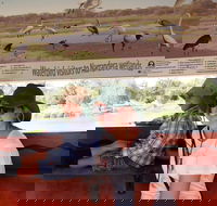 Bird Watching in Narrandera - Accommodation Mooloolaba