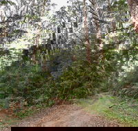 End Peak walking track - Accommodation Mooloolaba