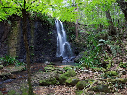 Gold Coast Hinterland Great Walk - Accommodation Mooloolaba 1