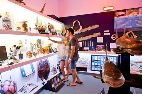 Marine Discovery Centre Hastings Point - Accommodation Mooloolaba 1