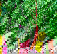 Purple Pear Farm - Accommodation Mooloolaba