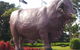 Rockhampton Bull Statues - thumb 1