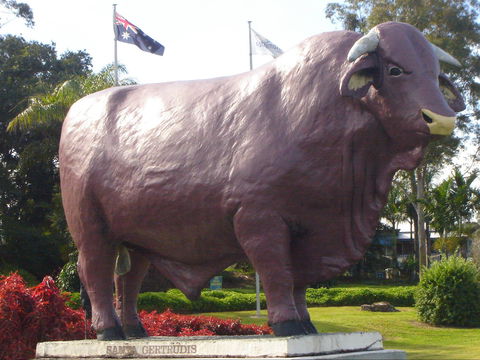 Rockhampton Bull Statues - Accommodation Mooloolaba 1