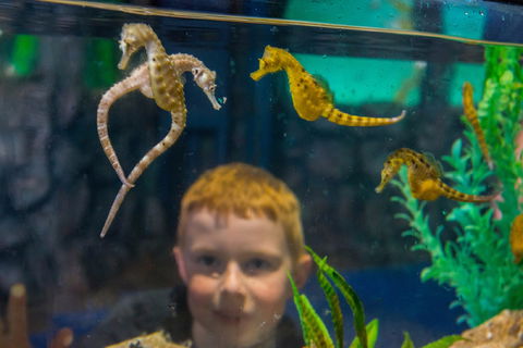 Seahorse World - Accommodation Mooloolaba 2