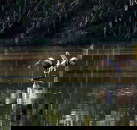 Seaham Swamp Nature Reserve - Accommodation Mooloolaba