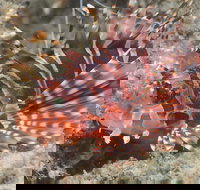 The Seaway Dive Site - Accommodation Mooloolaba