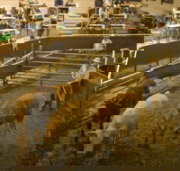 Wagga Wagga Livestock Marketing Centre - Accommodation Mooloolaba