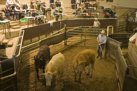 Wagga Wagga Livestock Marketing Centre - Accommodation Mooloolaba 0