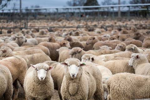 Wagga Wagga Livestock Marketing Centre - Accommodation Mooloolaba 1