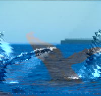 Whale Watching on Keswick Island - Accommodation Mooloolaba