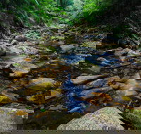 Willi Willi National Park - Accommodation Mooloolaba