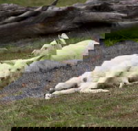 Yarra Valley Nocturnal Zoo - Accommodation Mooloolaba