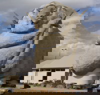 Big Merino - Accommodation Mooloolaba