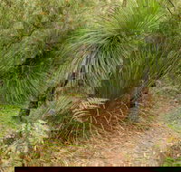 Grass Tree Circuit - Accommodation Mooloolaba