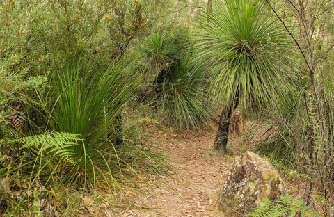 Grass Tree Circuit - Accommodation Mooloolaba 0