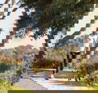 Meningie Walking and Cycling Trails - Accommodation Mooloolaba