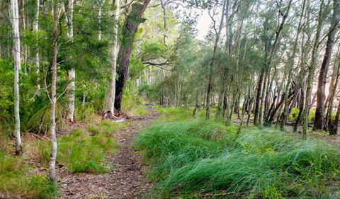 Meroo Lake Walking Track - Accommodation Mooloolaba 0
