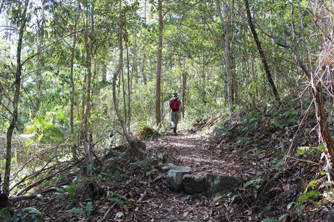 Morelia Walking Track, D'Aguilar National Park - Accommodation Mooloolaba 1