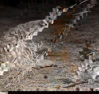 Bald Hill Walk - Cape Gantheaume Conservation Park - Accommodation Mooloolaba