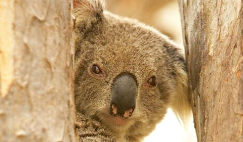 Koala Reserve - Accommodation Mooloolaba 0
