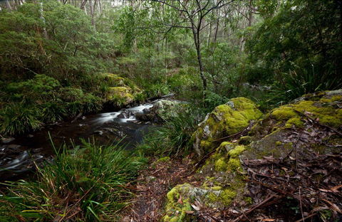 Mongarlowe River Picnic Area - Accommodation Mooloolaba 0