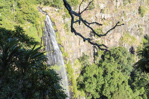 Morans Falls Track, Lamington National Park - Accommodation Mooloolaba 0