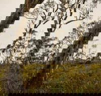 Mountaineer-Glowang trail - Accommodation Mooloolaba