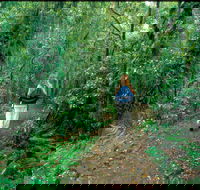 Mount Cougal Springbrook National Park - Accommodation Mooloolaba