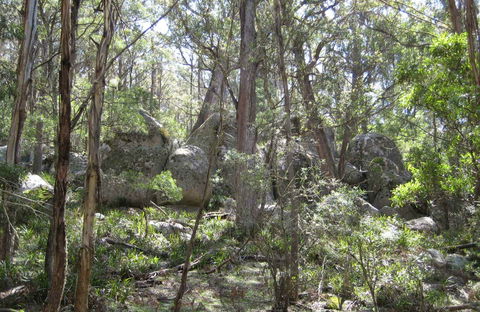 Tallaganda National Park - Accommodation Mooloolaba 0