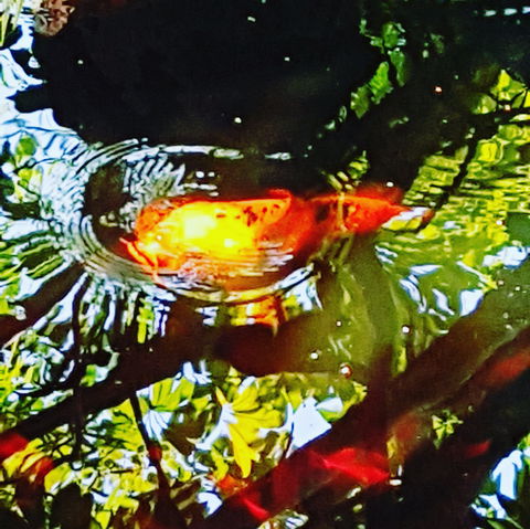 The Fernery At Diamond Waters - Accommodation Mooloolaba 2