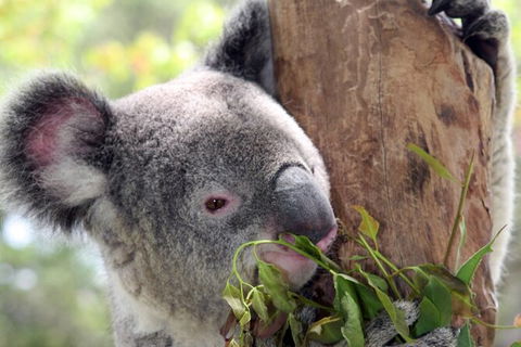 Private 10-hour Tour To Blue Mountains From Sydney - Hotel Pick Up & Drop Off - Accommodation Mooloolaba 2