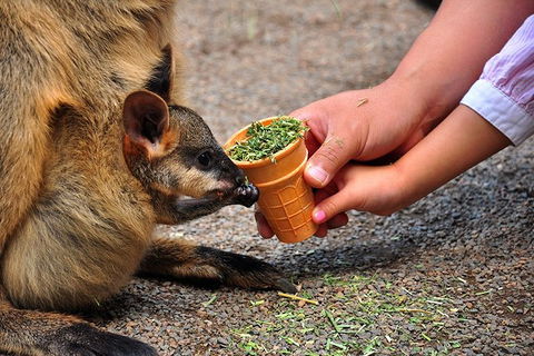 Blue Mountains Highlights & Wildlife Park - Accommodation Mooloolaba 3
