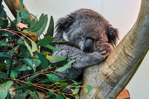 Blue Mountains Highlights, Wildlife Park And Scenic World Full Day Private Tour - Accommodation Mooloolaba 1