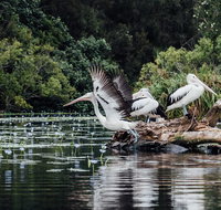 Everglades Eco Safari to Australia's Everglades - Accommodation Mooloolaba