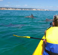 Kayak with Dolphins and 4WD Great Beach Drive Day Trip from Noosa - Accommodation Mooloolaba