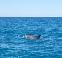Noosa Wild Dolphin Safari - Accommodation Mooloolaba