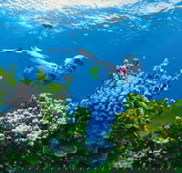 Full Day Snorkel In The Great Barrier Reef - Accommodation Mooloolaba